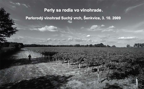 Vinohrad Suchý vrch, Šenkvice